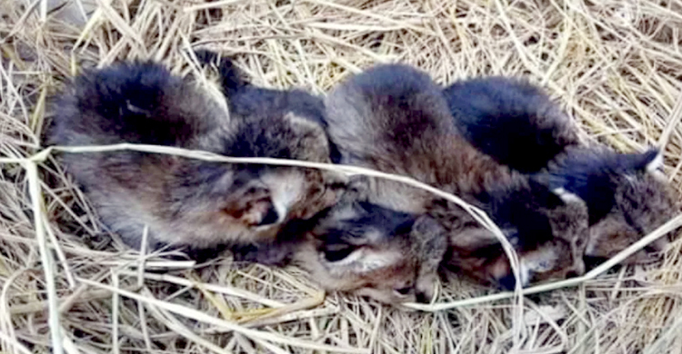 লাকড়ির ঘরে মিললো মেছো বাঘের চার শাবক