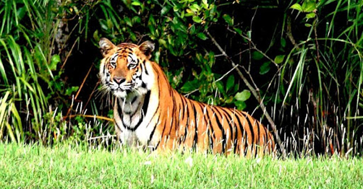 পার্বত্য অঞ্চলে রয়েল বেঙ্গল টাইগারের অভয়ারণ্য চায় সংসদীয় কমিটি
