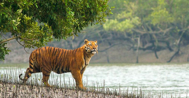 সুন্দরবনে মৌয়ালকে নিয়ে গেলো বাঘ