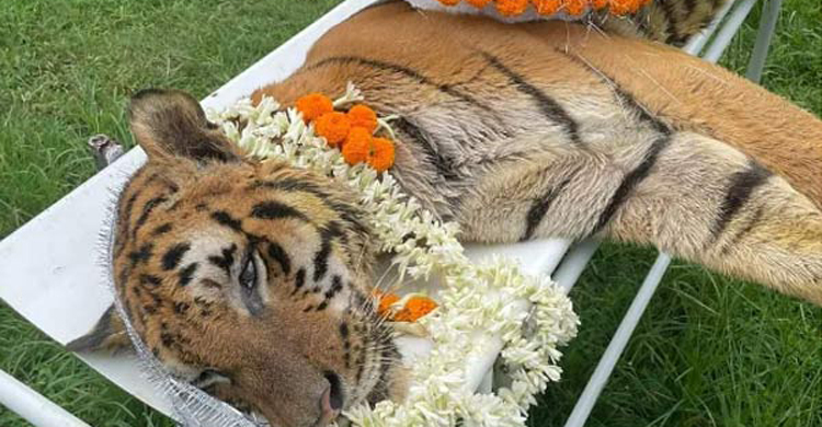 মারা গেল ‘সবচেয়ে বয়স্ক’ রয়েল বেঙ্গল টাইগার
