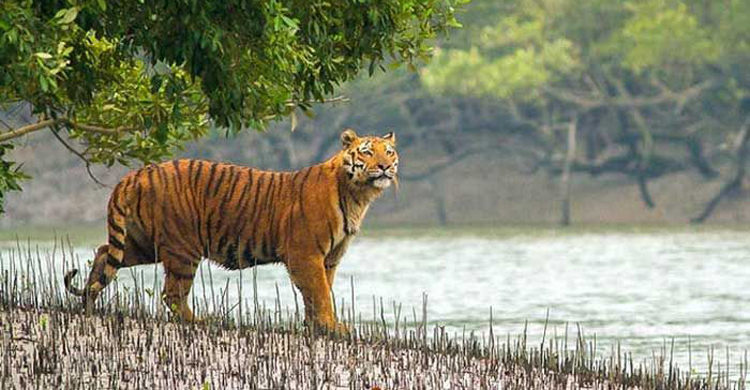 সুন্দরবনের বাঘ ভারতে চলে যাচ্ছে: এমপি মোকতাদির