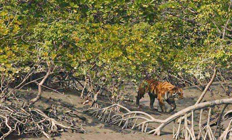 সুন্দরবনে বাঘের শরীরে প্রথমবার বসছে ট্রান্সমিটার
