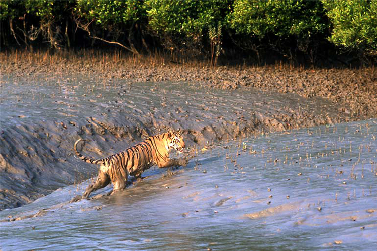 সুন্দরবনে বাঘের শরীরে প্রথমবার বসছে ট্রান্সমিটার
