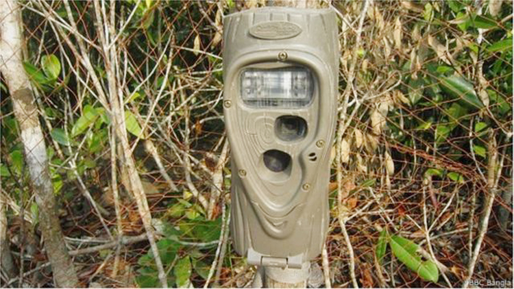 সুন্দরবনে বাঘের শরীরে প্রথমবার বসছে ট্রান্সমিটার