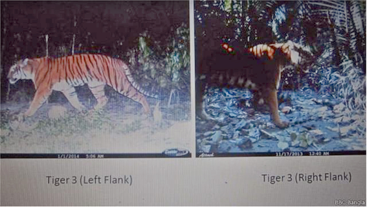 সুন্দরবনে বাঘের শরীরে প্রথমবার বসছে ট্রান্সমিটার