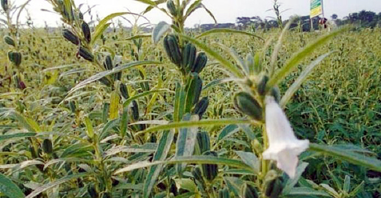 খরাপ্রবণ চলনবিলে কালবৈশাখী ‘আশীর্বাদ’