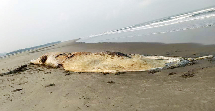 হিমছড়ি সৈকতে ফের ভেসে এল মৃত তিমি