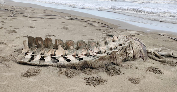 ফের পুঁতে ফেলা হলো বালিয়াড়িতে ভেসে ওঠা তিমির কঙ্কাল