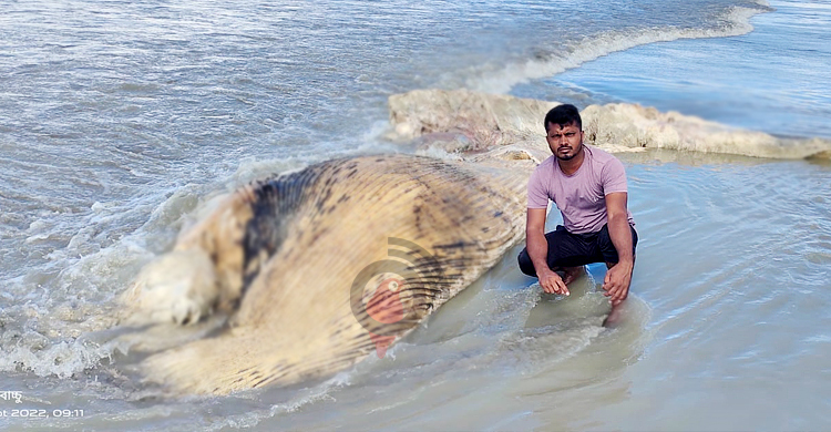সাগরে ভেসে এলো ৩০ ফুটের অর্ধগলিত বিশাল এক তিমি