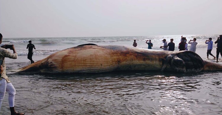 সৈকতে ভেসে আসা তিমির অঙ্গ-প্রত্যঙ্গ সংরক্ষণের চেষ্টা
