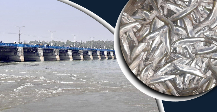 বৈরালিতে হাসি ফুটেছে তিস্তাপাড়ের জেলেদের