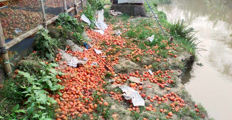 বাগেরহাটে টমেটোর কেজি দুই টাকা