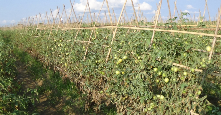 টমেটো চাষে দ্বিগুণ লাভবান হচ্ছেন ভ্রাম্যমাণ চাষিরা