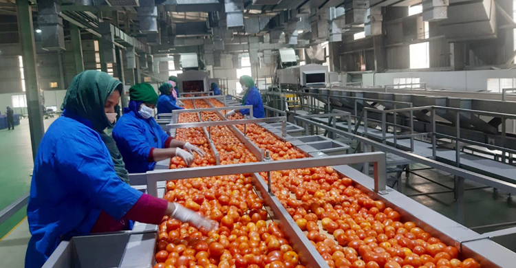 PRAN sets to procure 20,000 metric tons of tomatoes