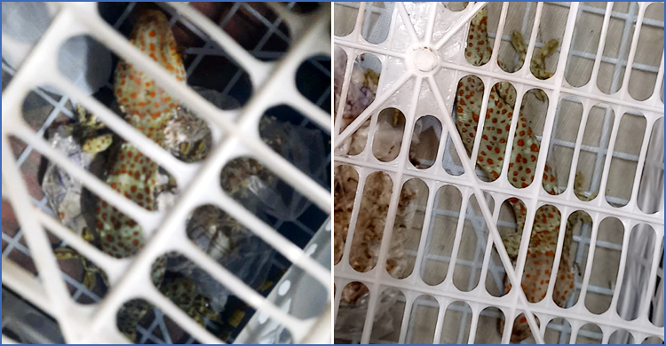 নারায়ণগঞ্জে ১৩ ইঞ্চি লম্বা তক্ষক উদ্ধার