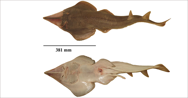 সামুদ্রিক মাছের নতুন প্রজাতি শনাক্ত করলেন শেকৃবির গবেষকেরা
