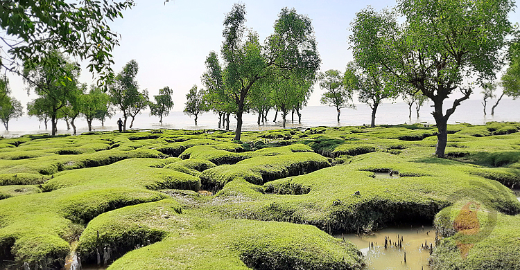 কেওড়াবনের সবুজ সৈকত গুলিয়াখালী