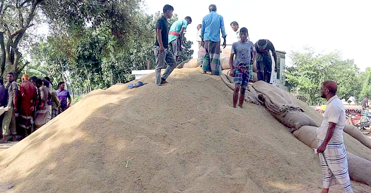 নওগাঁয় ধানের দাম বাড়লেও দুশ্চিন্তা কাটছে না কৃষকের