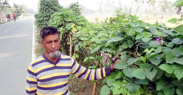 মহাসড়ক ঘেঁষে সবজি চাষ, অর্থ-পুষ্টি বারো মাস