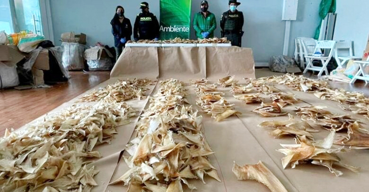 কলম্বিয়ায় হাঙরের সাড়ে ৩ হাজার পাখনা জব্দ