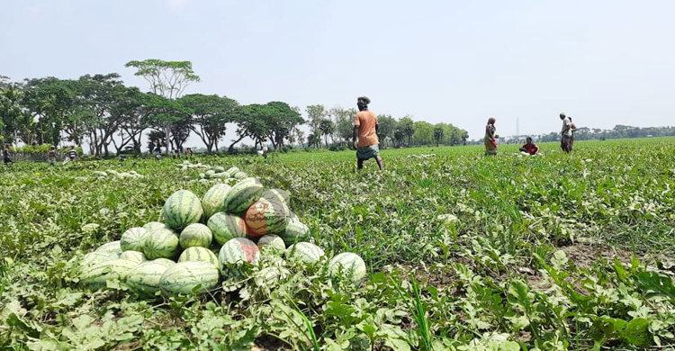 রোজা যেতেই মাথায় হাত তরমুজ চাষিদের