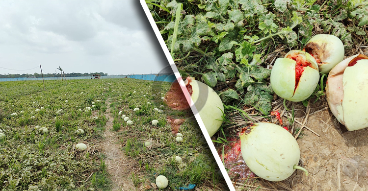 বৃষ্টির পানিতে ক্ষেতে পচছে শত শত তরমুজ