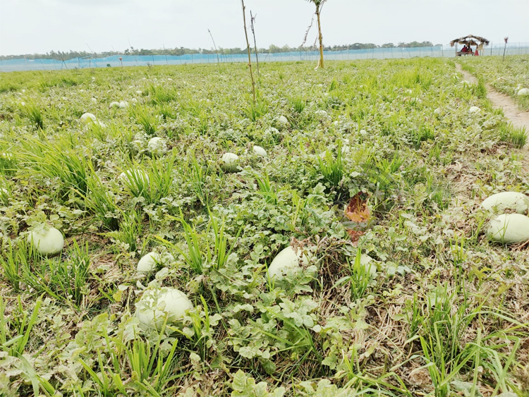 বৃষ্টির পানিতে ক্ষেতে পচছে শত শত তরমুজ