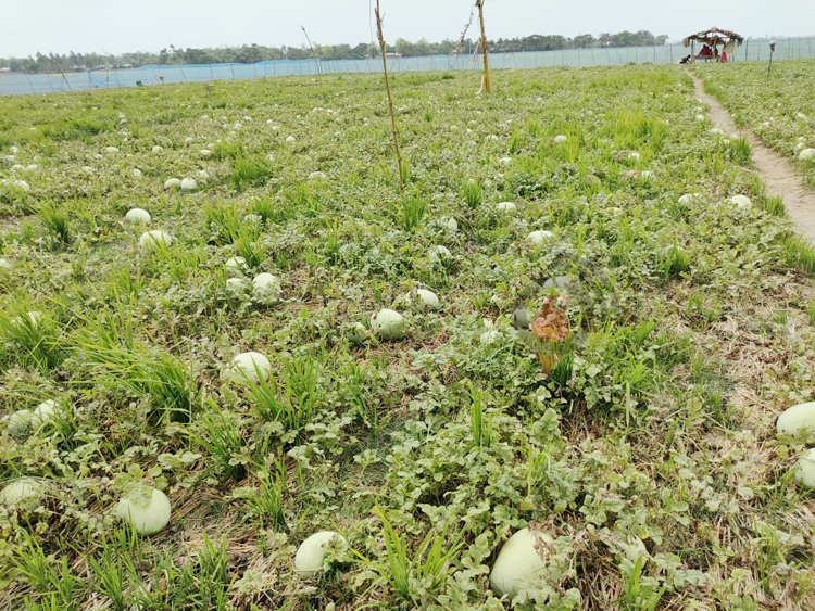 বৃষ্টির পানিতে ক্ষেতে পচছে শত শত তরমুজ