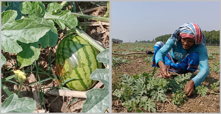অতিবৃষ্টিতে শঙ্কায় তরমুজ চাষিরা