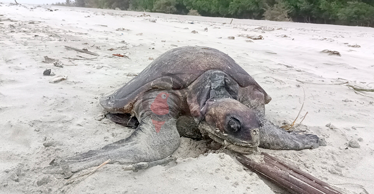 কুয়াকাটা সৈকতে ফের মিললো মৃত কচ্ছপ