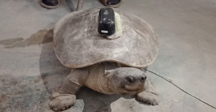 পায়রায় জেলের জালে ডিভাইস লাগানো কচ্ছপ