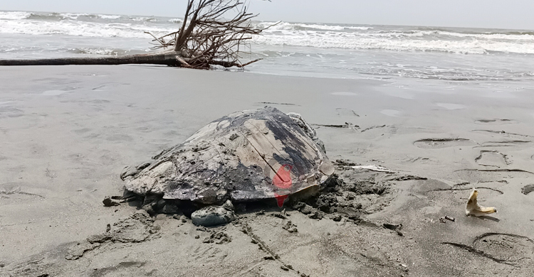আবারো কুয়াকাটা সৈকতে মৃত কচ্ছপ