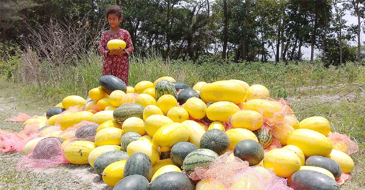 এক ক্ষেতেই তিন রঙের তরমুজ