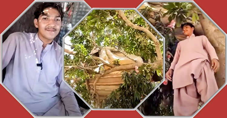 ৮ বছর ধরে গাছে বাস করছেন তিনি!