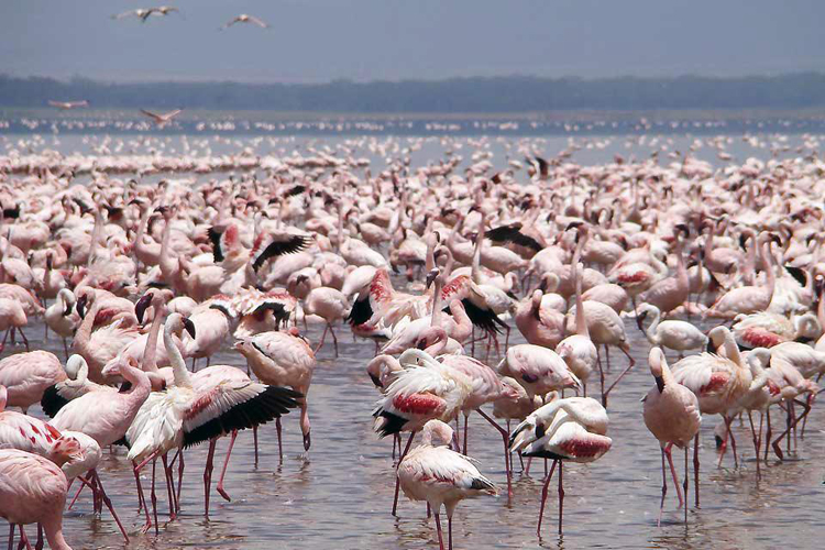 আফ্রিকার সবচেয়ে সুন্দর ও সেরা ৮ ন্যাশনাল পার্ক