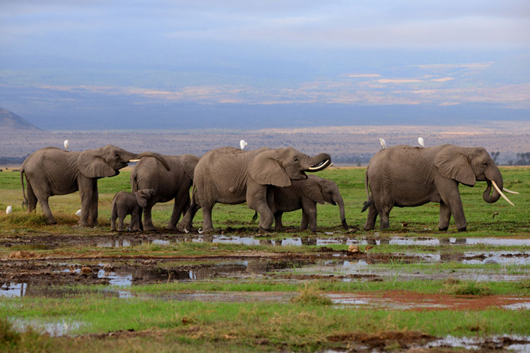 আফ্রিকার সবচেয়ে সুন্দর ও সেরা ৮ ন্যাশনাল পার্ক