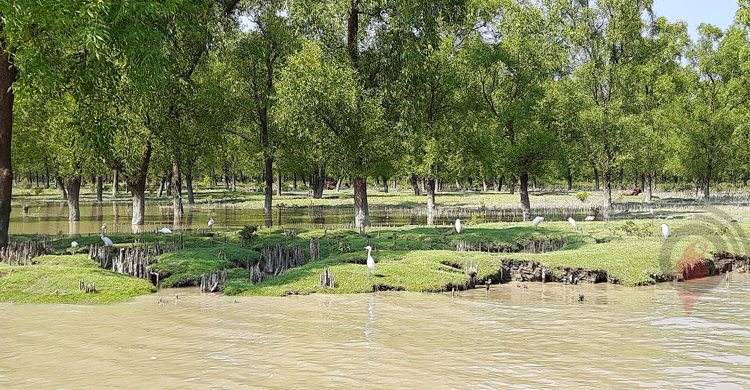 কেওড়াবনের সবুজ সৈকত গুলিয়াখালী