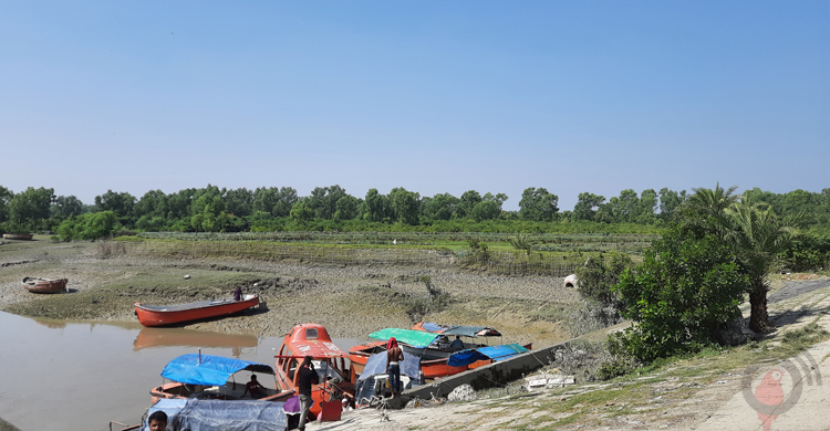 কেওড়াবনের সবুজ সৈকত গুলিয়াখালী