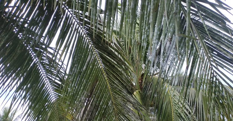 হঠাৎ সাদা হয়ে যাচ্ছে ফল গাছের পাতা