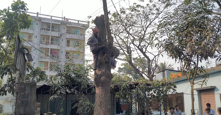 গাছ অর্ধেক কেটে অনুমোদন পেতে দরখাস্ত নিয়ে দৌড়ঝাঁপ