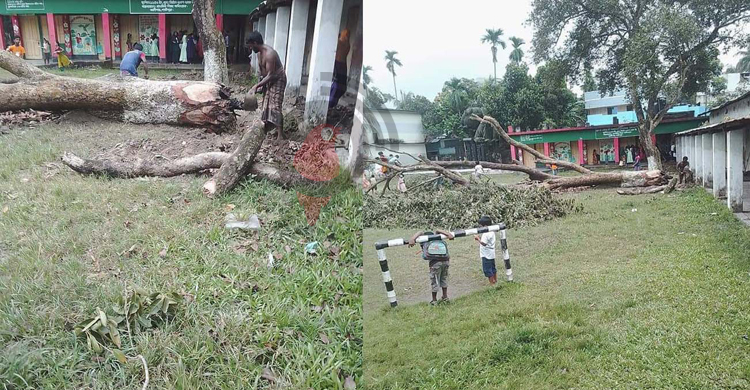 বিদ্যালয়ের শত বছরের পুরোনো দুটি গাছ কেটে নিলেন আ.লীগ নেতা