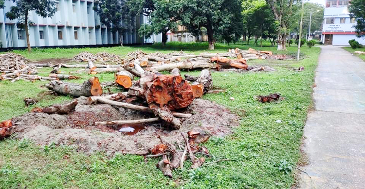 কর্মচারীই পেলেন রুয়েটের গাছের টেন্ডার