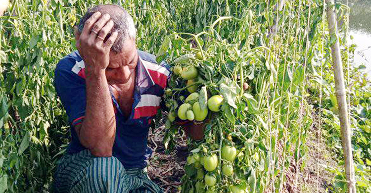 ফল আসা ৫০০ টমেটো গাছ কেটে দিলো দুর্বৃত্তরা