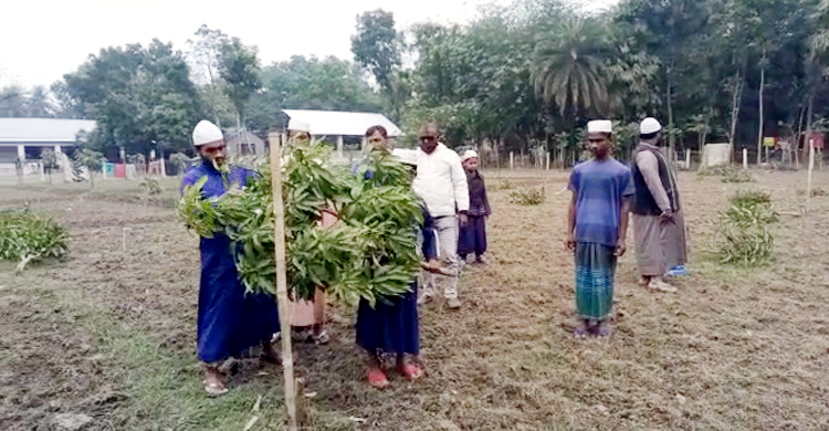 এতিমখানার অর্ধশত আমগাছ কেটে ফেললো দুর্বৃত্তরা