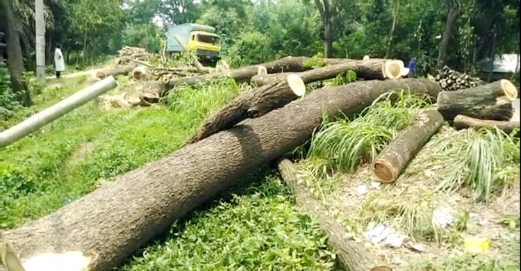 গাছের গুঁড়ির নিচে চাপা পড়ে প্রাণ গেলো শিশুর