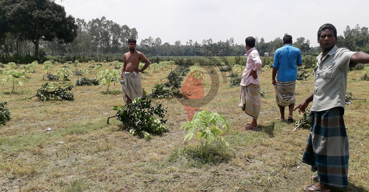 রাতের আঁধারে ৩৫২ মাল্টা গাছ কাটলো দুর্বৃত্তরা