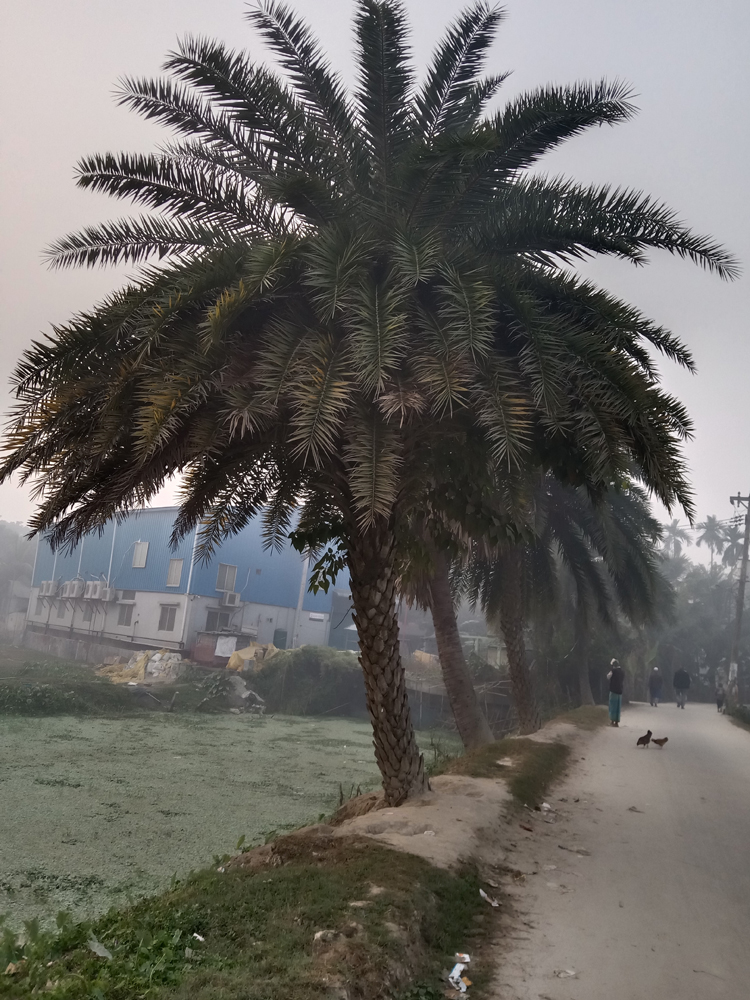 রূপগঞ্জে বিলপ্তপ্রায় &lsquo;মধুবৃক্ষ&rsquo; খেজুরগাছ