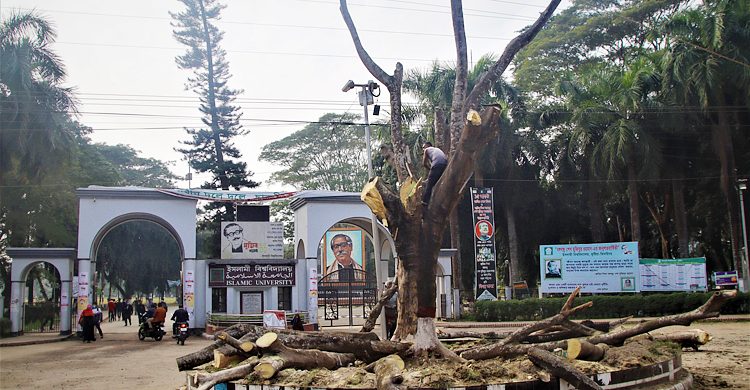 ইবির ‘পোস্টার ট্রি’র জীবনাবসান