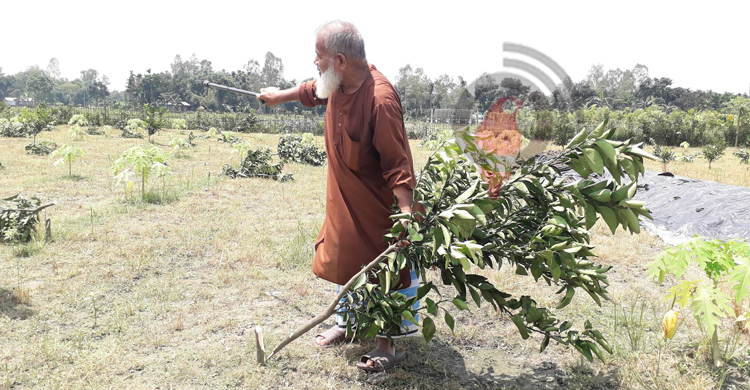 রাতের আঁধারে ৩৫২ মাল্টা গাছ কাটলো দুর্বৃত্তরা