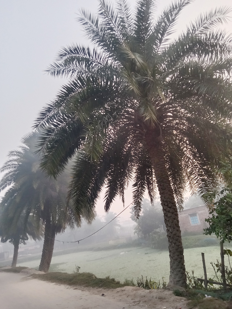 রূপগঞ্জে বিলপ্তপ্রায় &lsquo;মধুবৃক্ষ&rsquo; খেজুরগাছ